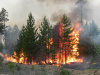 О соблюдении Правил пожарной безопасности в лесах