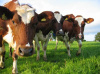 В Югре состоялся десятый юбилейный конкурс мастеров машинного доения коров