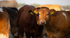 Отбор получателей субсидии на   содержание маточного поголовья крупного рогатого скота специализированных мясных пород 