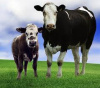 Порядок субсидирования развития мясного скотоводства