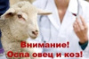 ВНИМАНИЕ!!!Оспа овец-высококонтагиозная вирусная, особо опасная болезнь