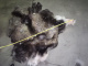 В Белоярском районе возбуждено уголовное дело о незаконной добыче двух лосей 